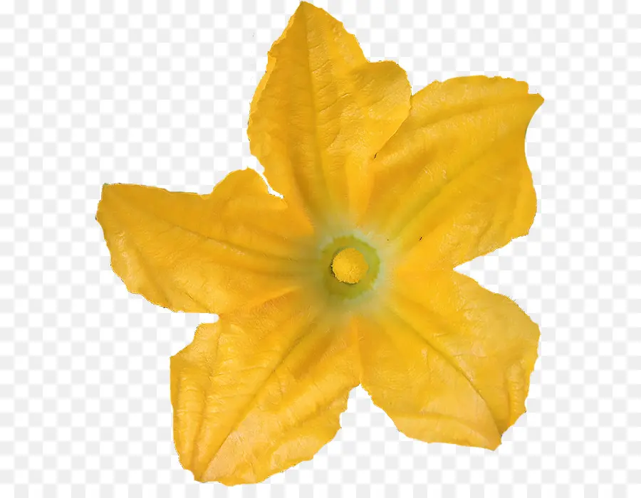 Flor，Calabacín PNG