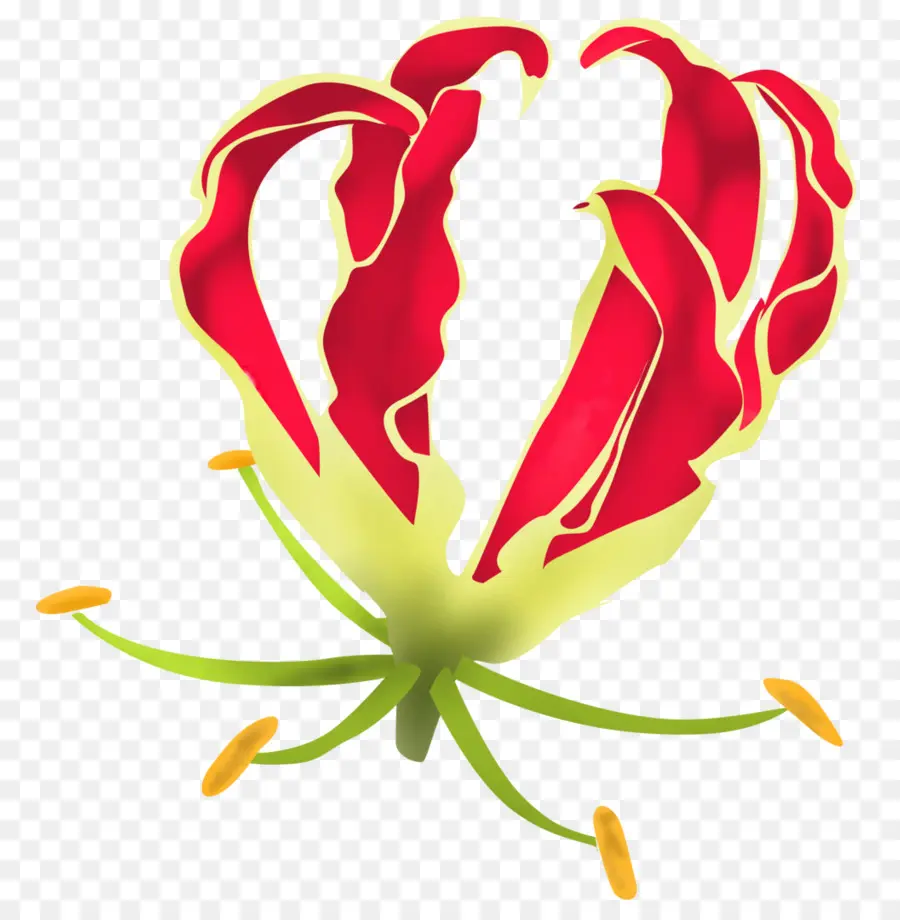 Gloriosa Superba，Lilium PNG