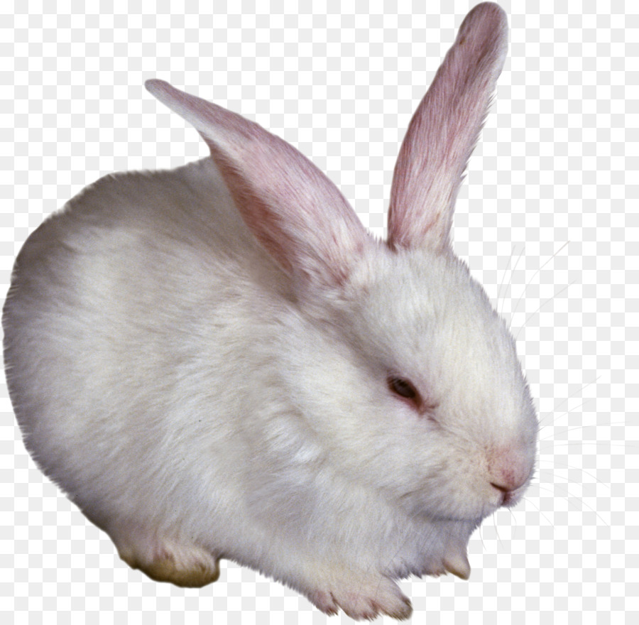 Conejos，Blanco PNG