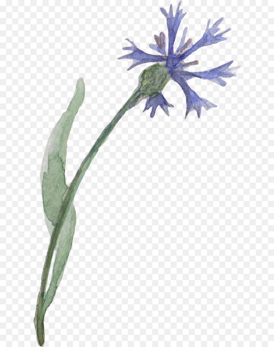 Flor Azul，Azul PNG