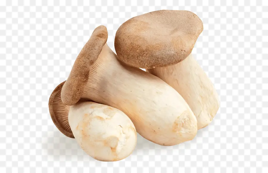 Pleurotus Eryngii，Hongo Comestible PNG