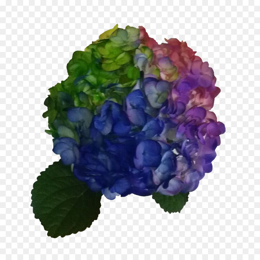 Hortensia，Flor PNG