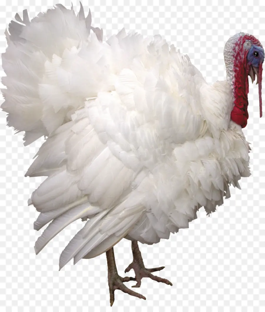 Turquía，Pájaro PNG