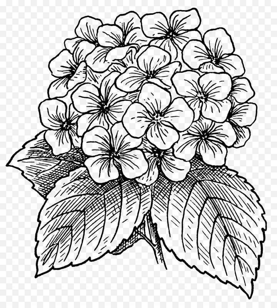 Hortensia，Florecer PNG