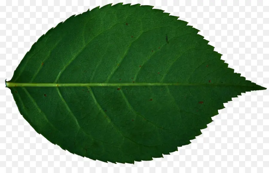 Hoja，Rosa PNG