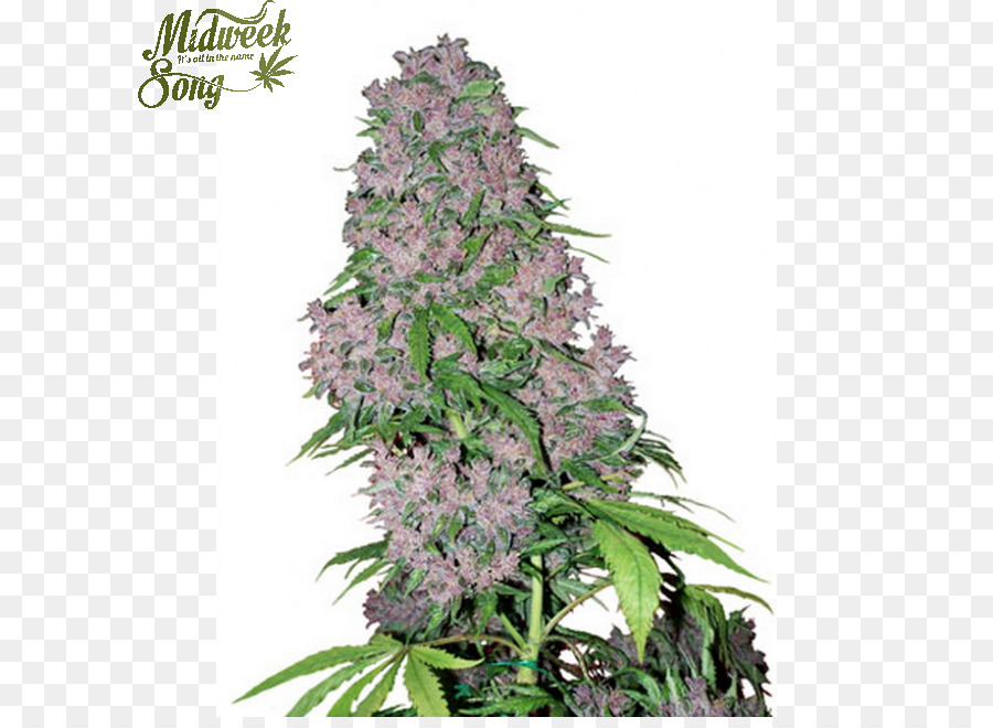 Brote，Cannabis Sativa PNG