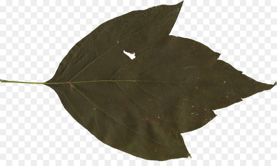 Hoja，Planta PNG