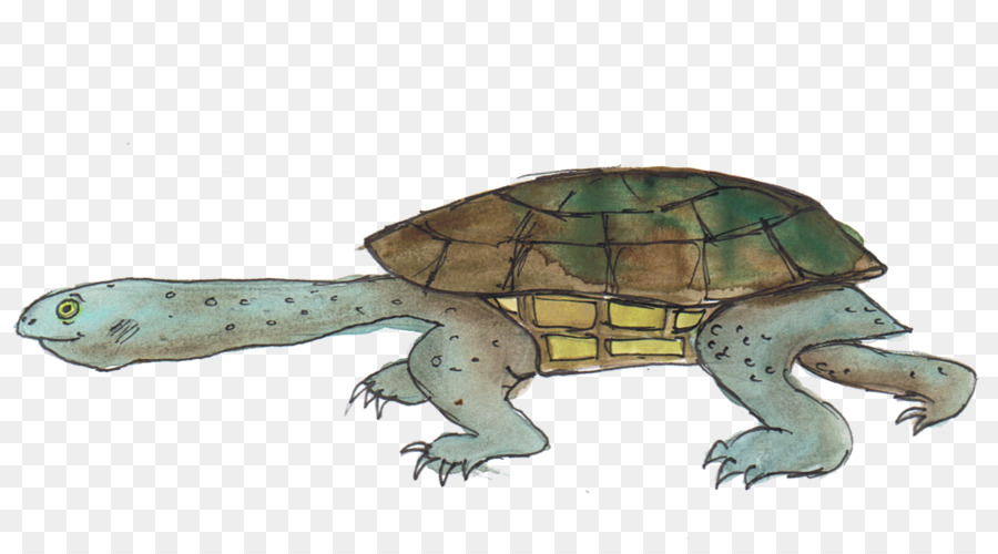 Tortuga，Reptiles PNG