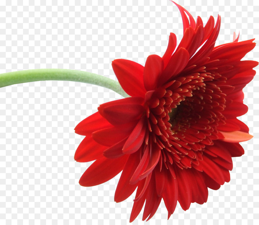 Flor Roja，Flor PNG