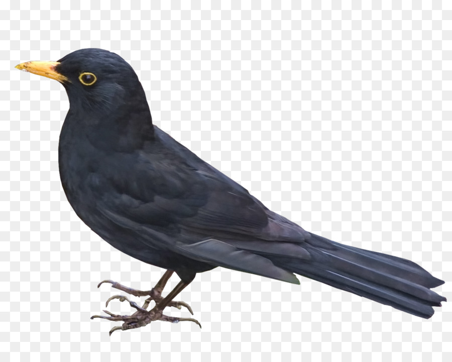 Cuervo Negro，Pájaro PNG