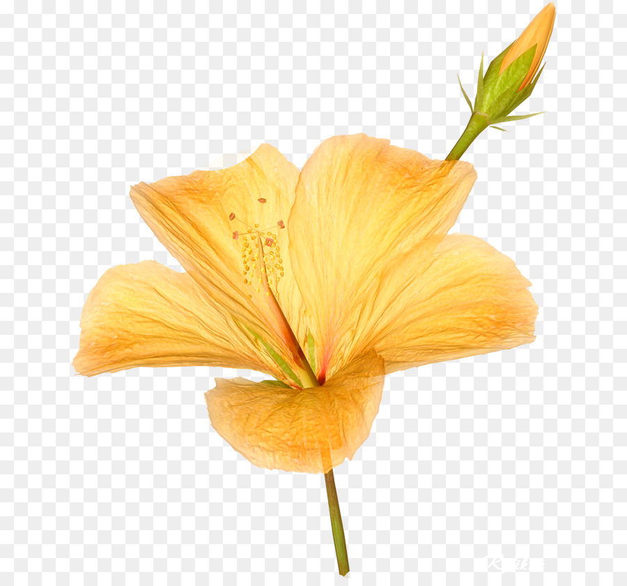 Flor Amarilla，Florecer PNG