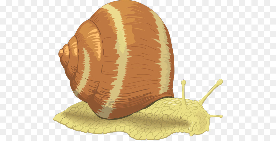 Caracol De Mar，Caracol PNG