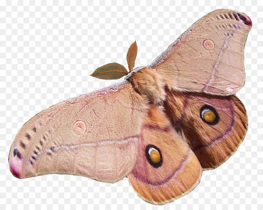 Mariposa，Opodiphthera Eucalypti PNG