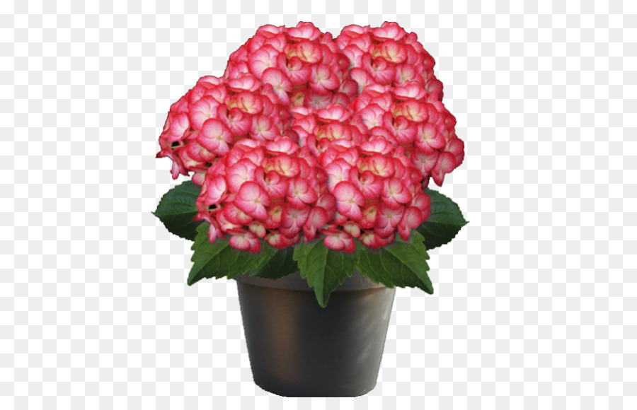 Hortensia，Planta PNG