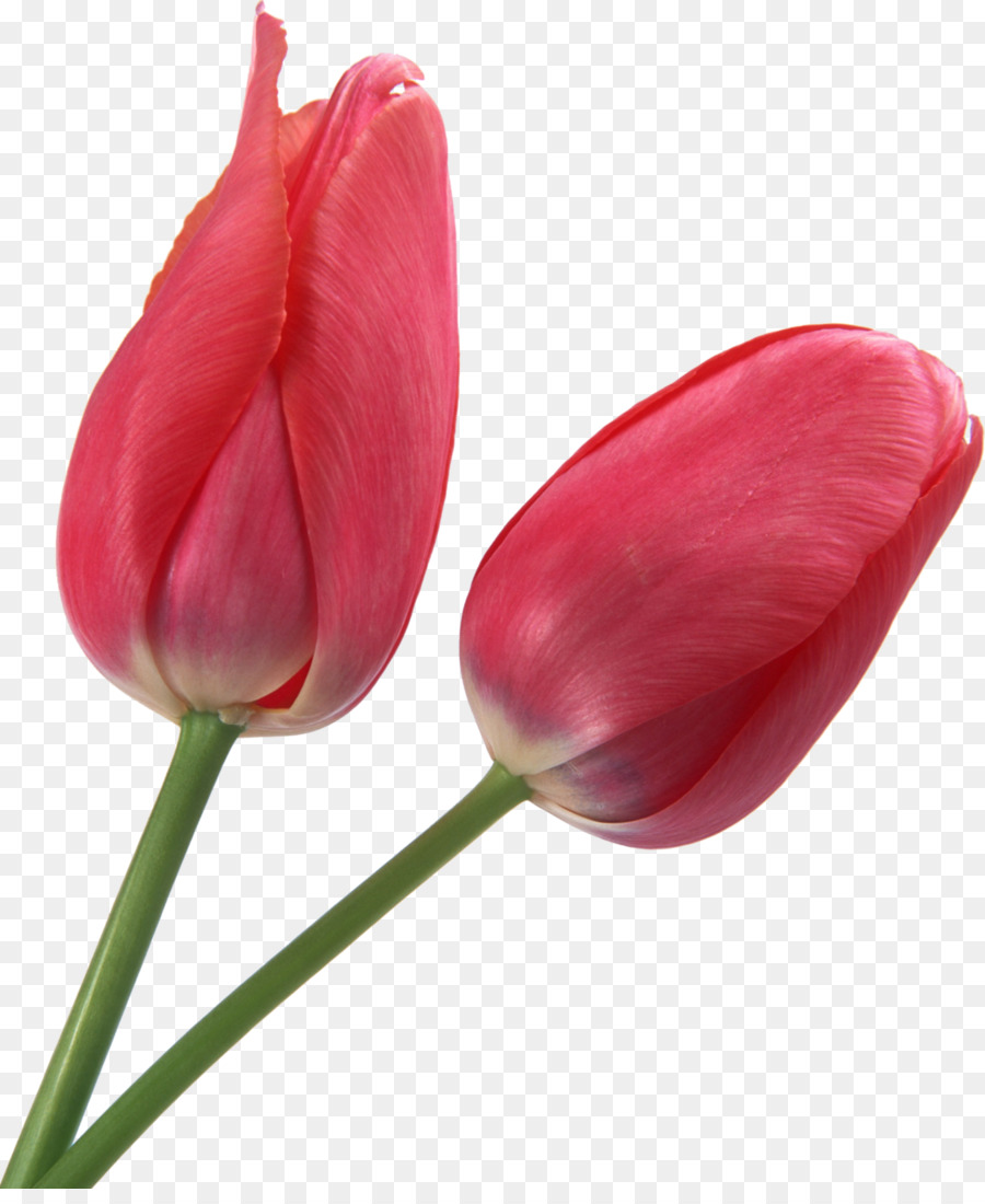 Tulipán，Flor PNG