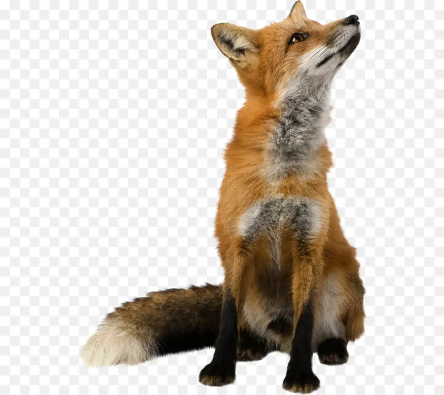 Fox，Fondo De Escritorio PNG