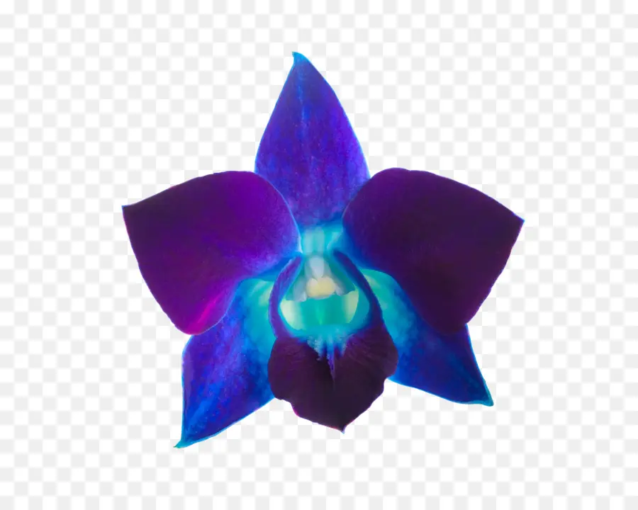 Las Orquídeas，Violeta PNG