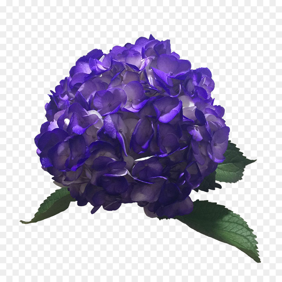 Hortensia，Color PNG