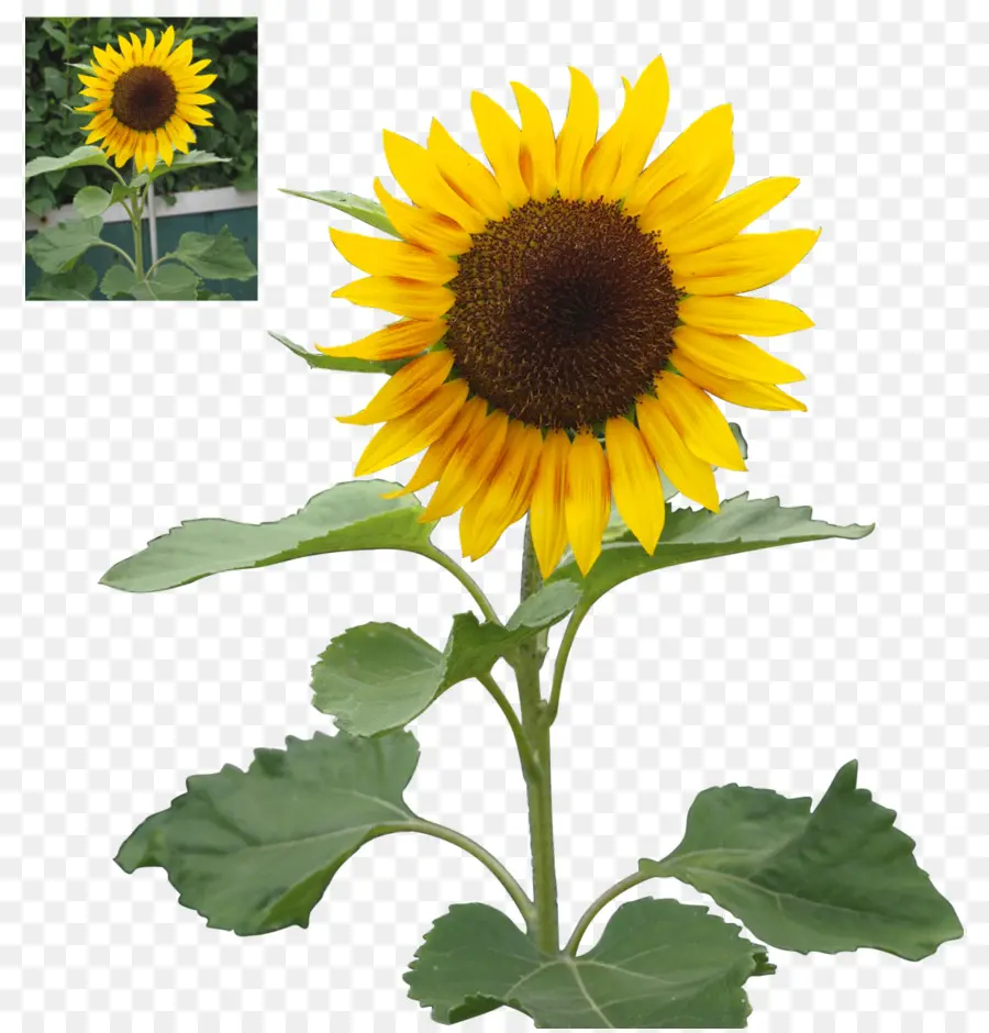 Girasoles，Flores PNG