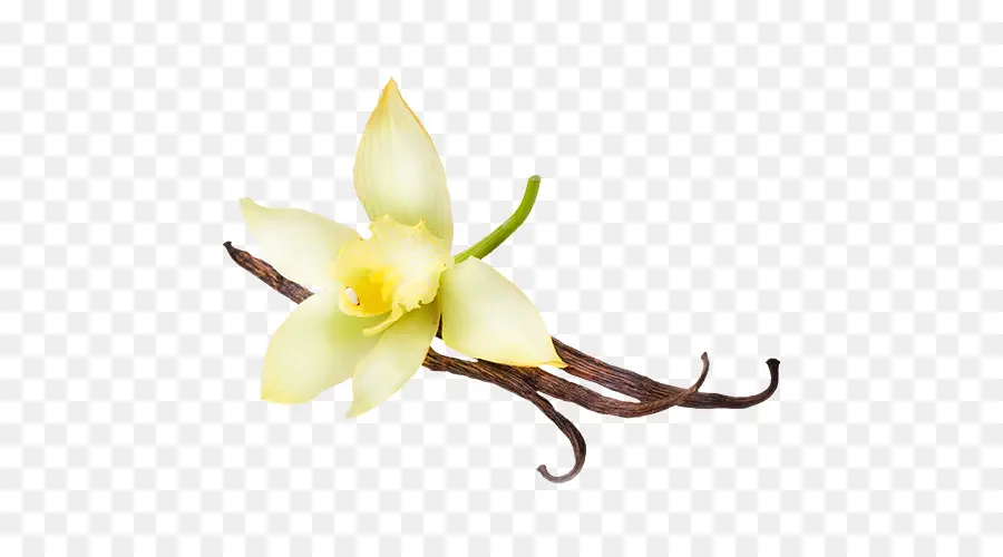 Flor De Vainilla，Vaina De Vainilla PNG