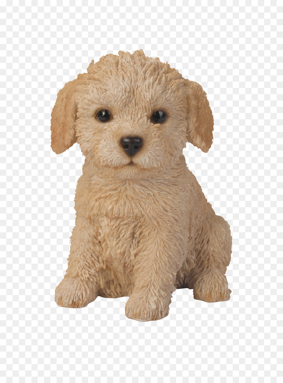 Cachorro，Caniche PNG