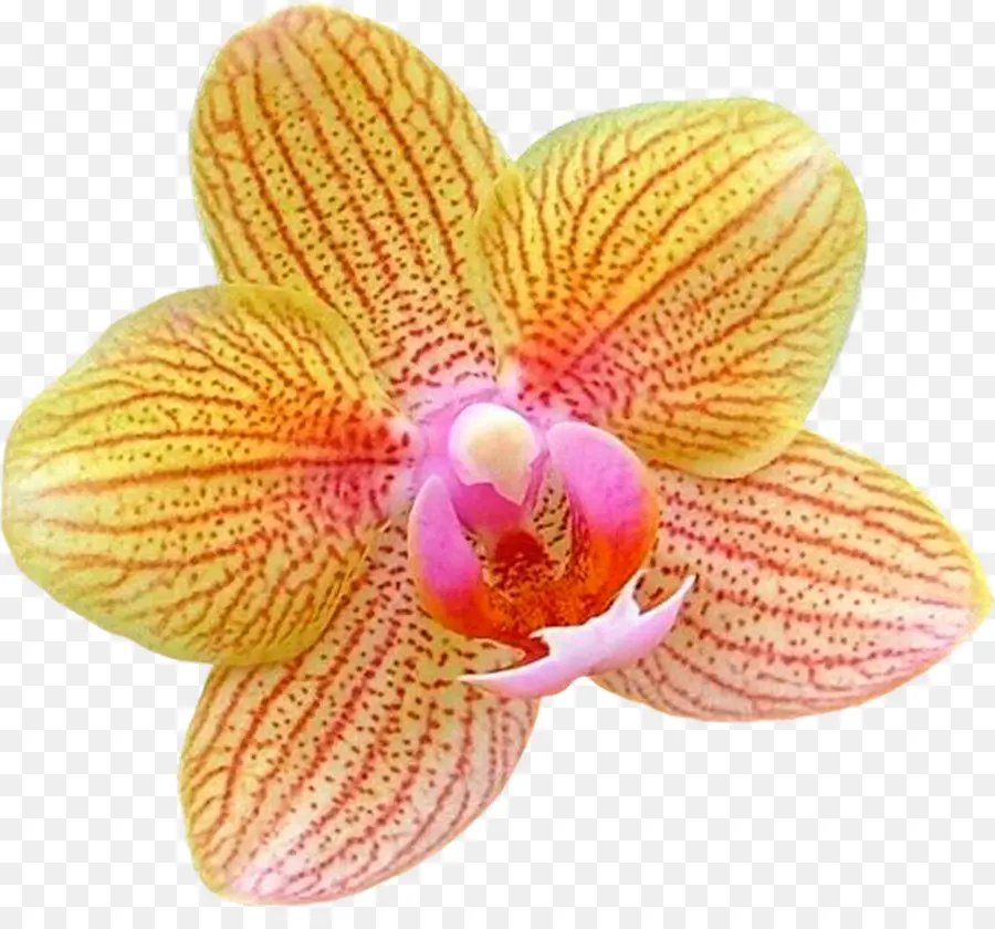 Orquídea，Pétalos PNG