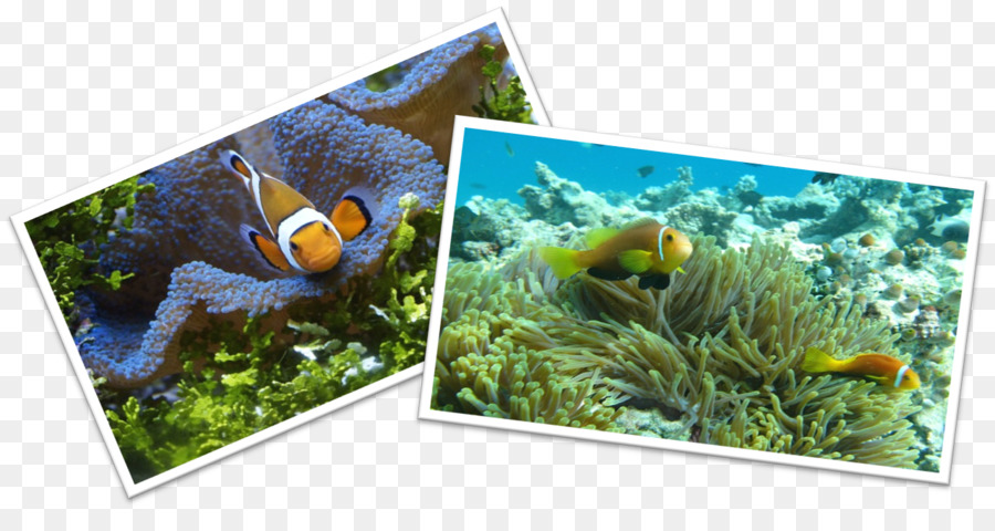Acuario，Nemo PNG