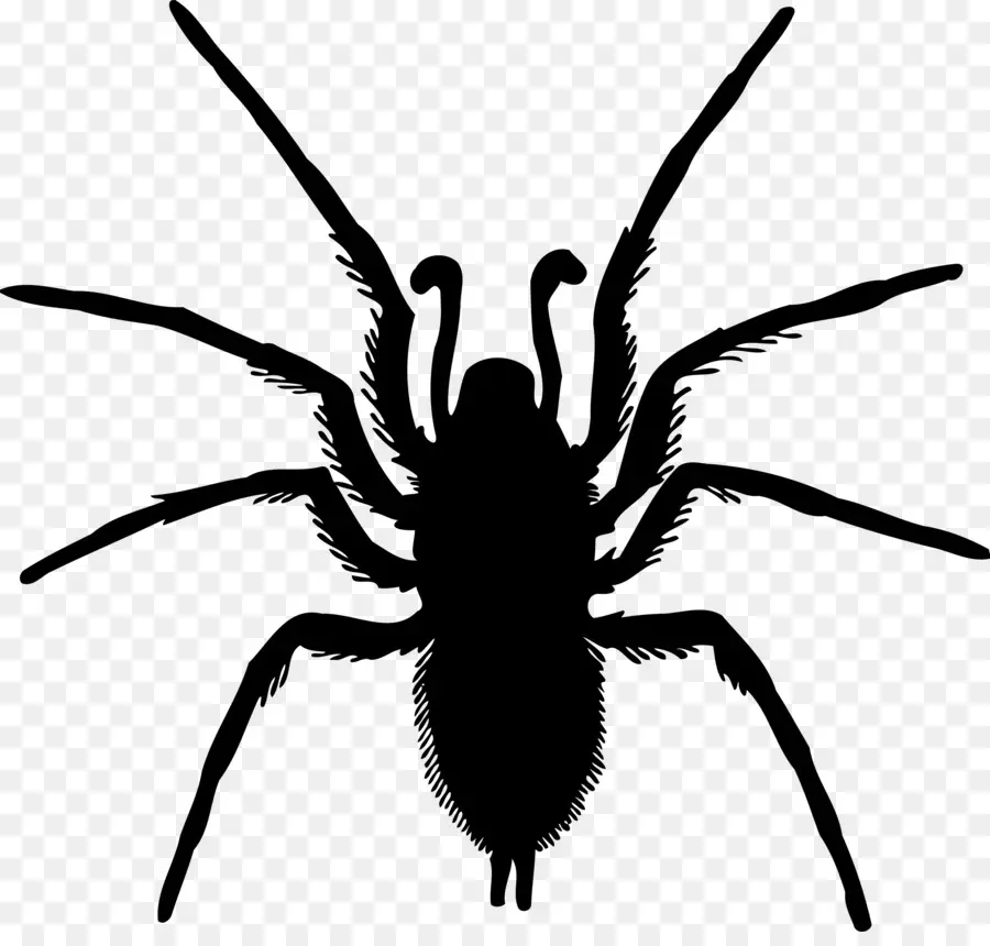 Araña，Piernas PNG