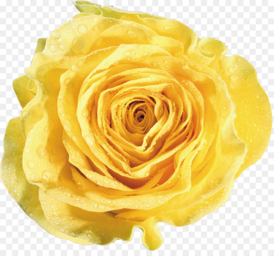 Rosa Blanca，Floración PNG