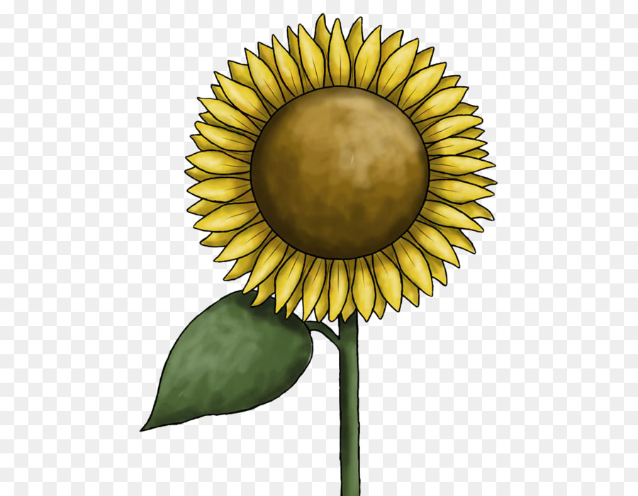 Girasoles，Flores PNG