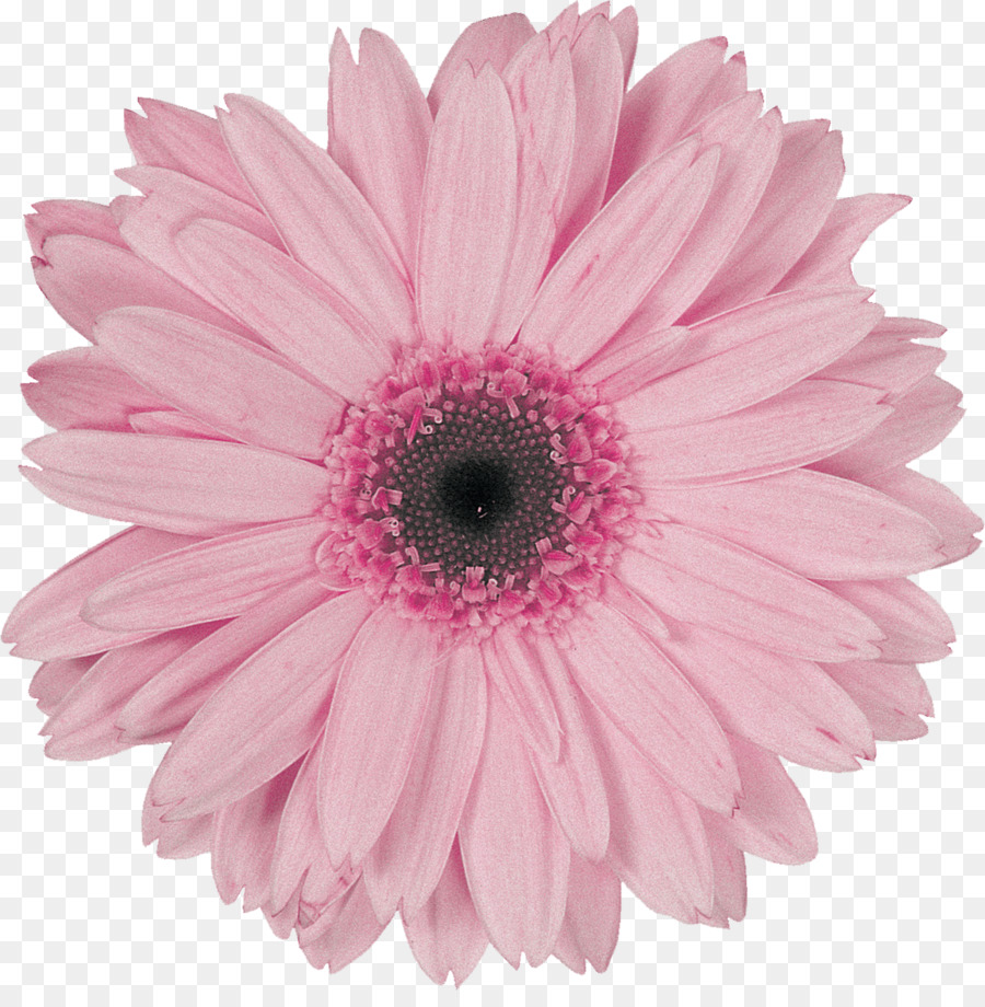 Flor，Transvaal Daisy PNG