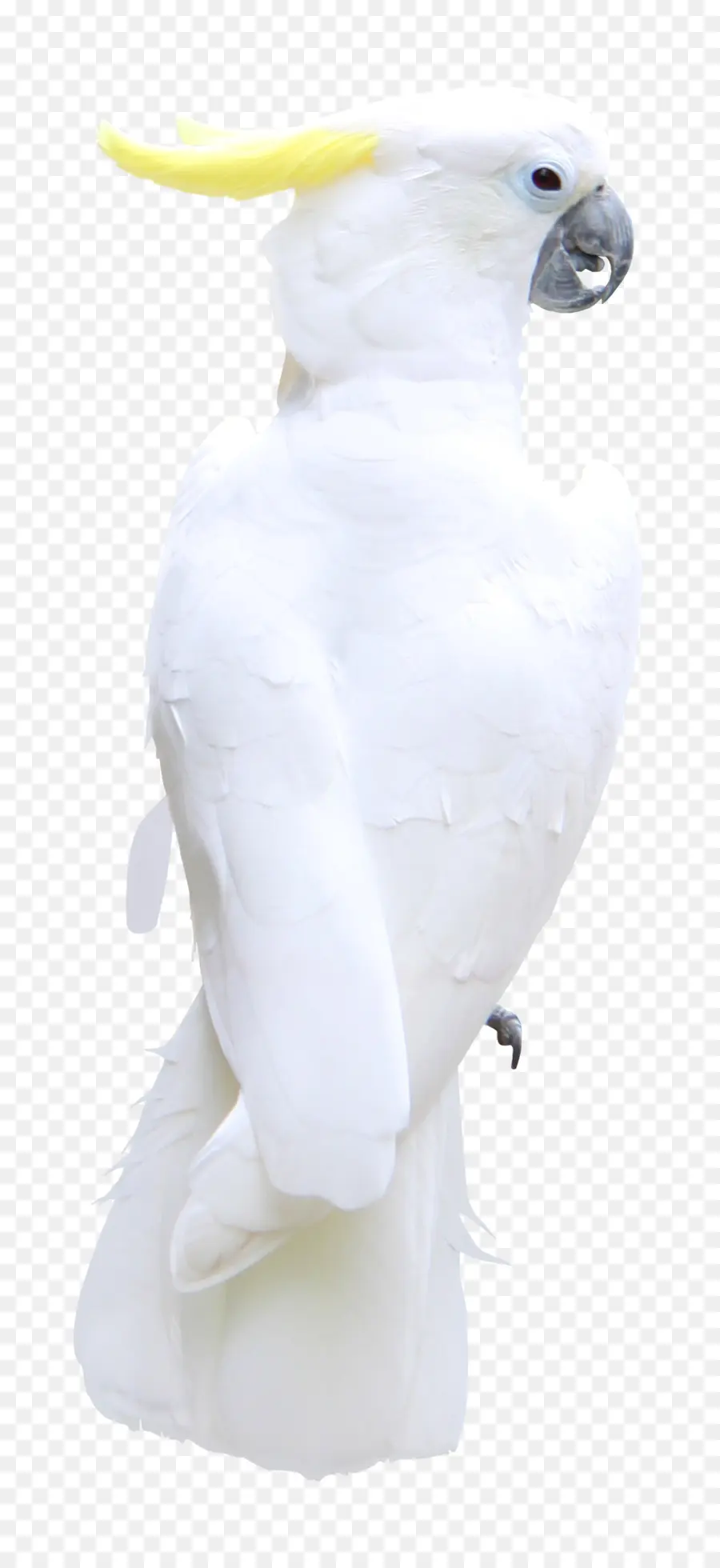 Pájaro，Pluma PNG