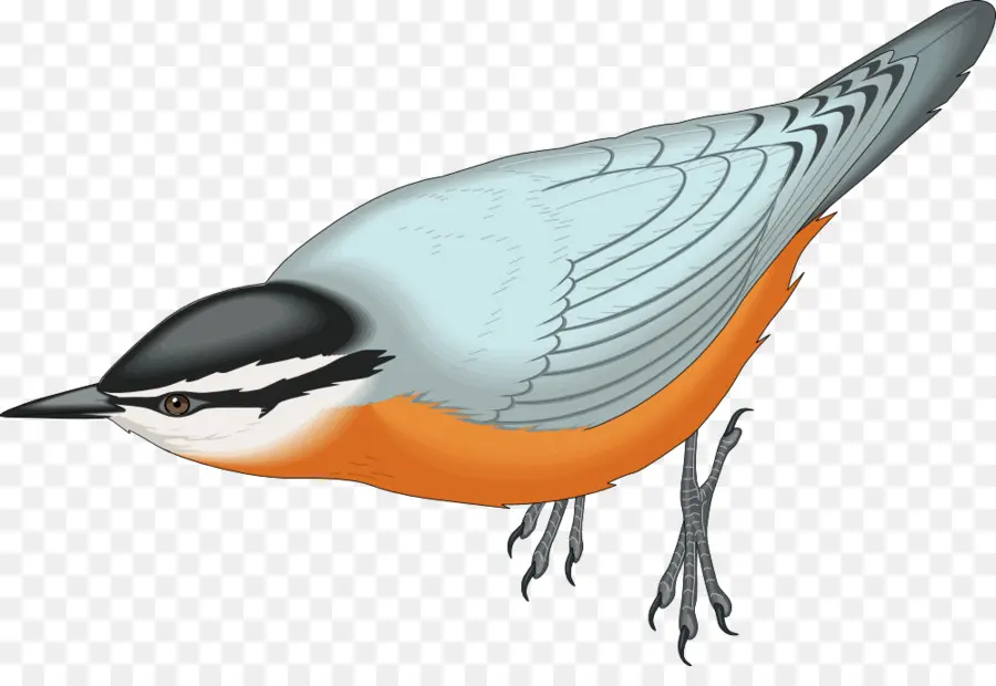 Pájaro，Plumas PNG