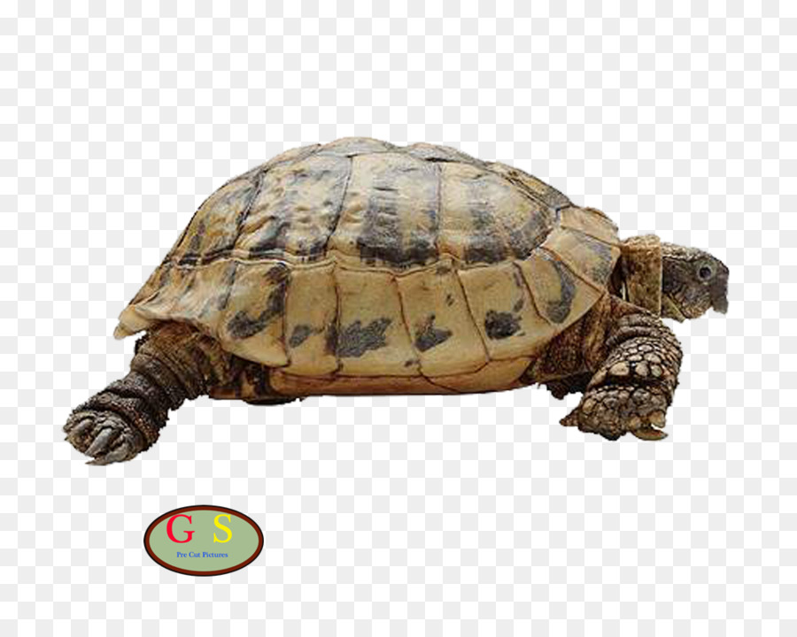 Animal，Gato PNG