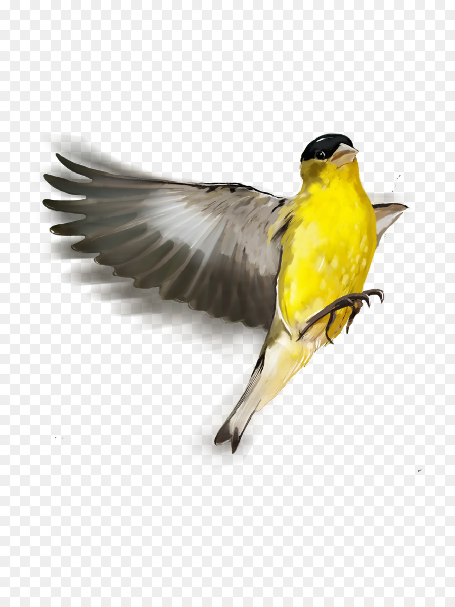 Pájaro，Finch PNG