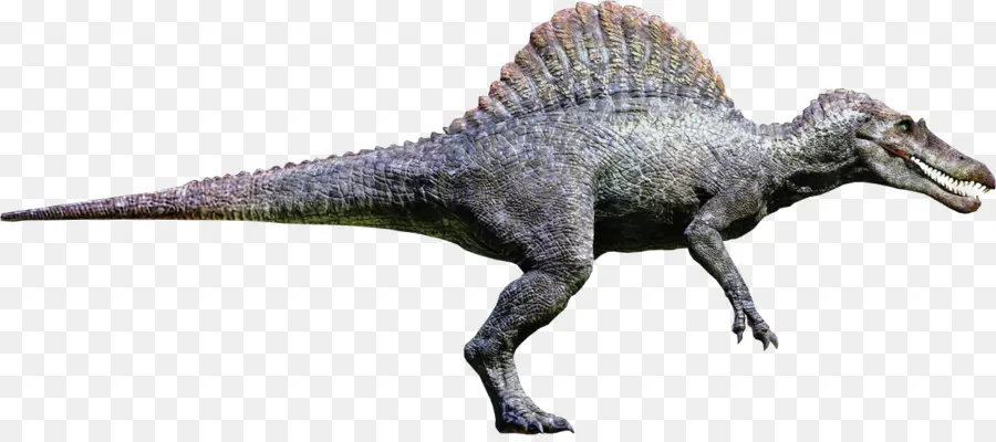 Espinosaurio，Tiranosaurio PNG