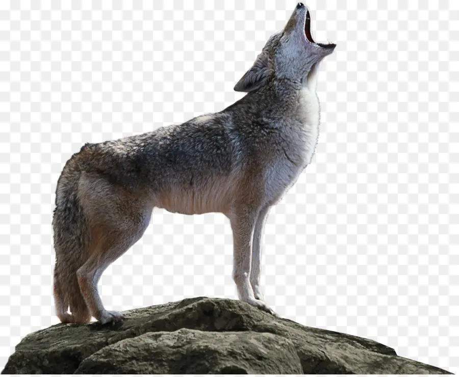 Coyote，Kioti PNG