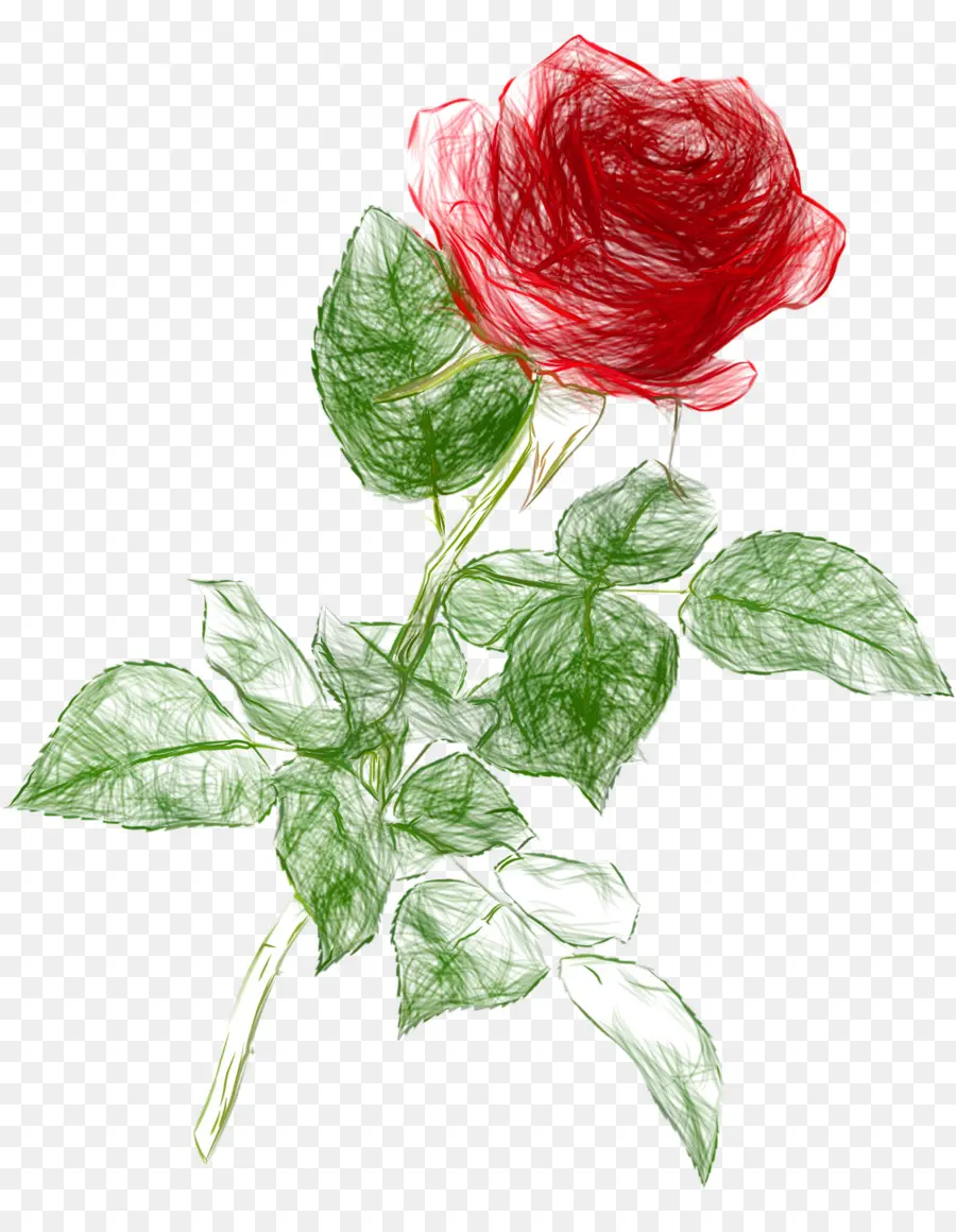 Rosa Roja，Planta PNG