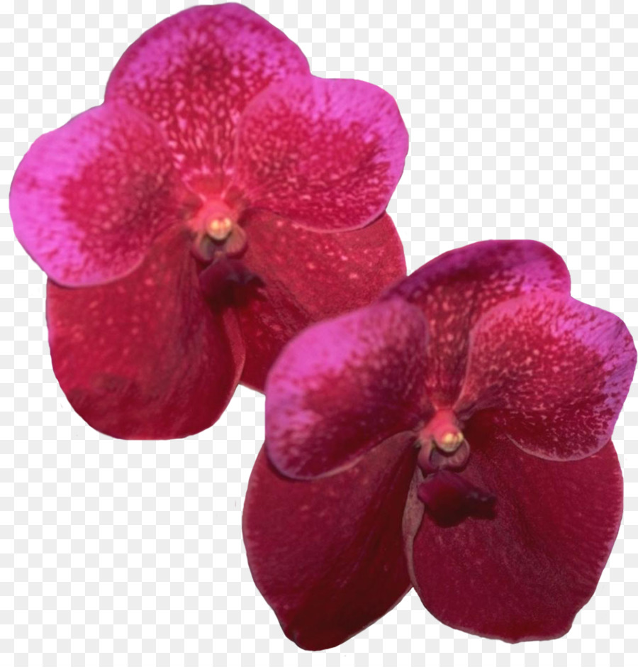 Orquídea Roja，Pétalos PNG