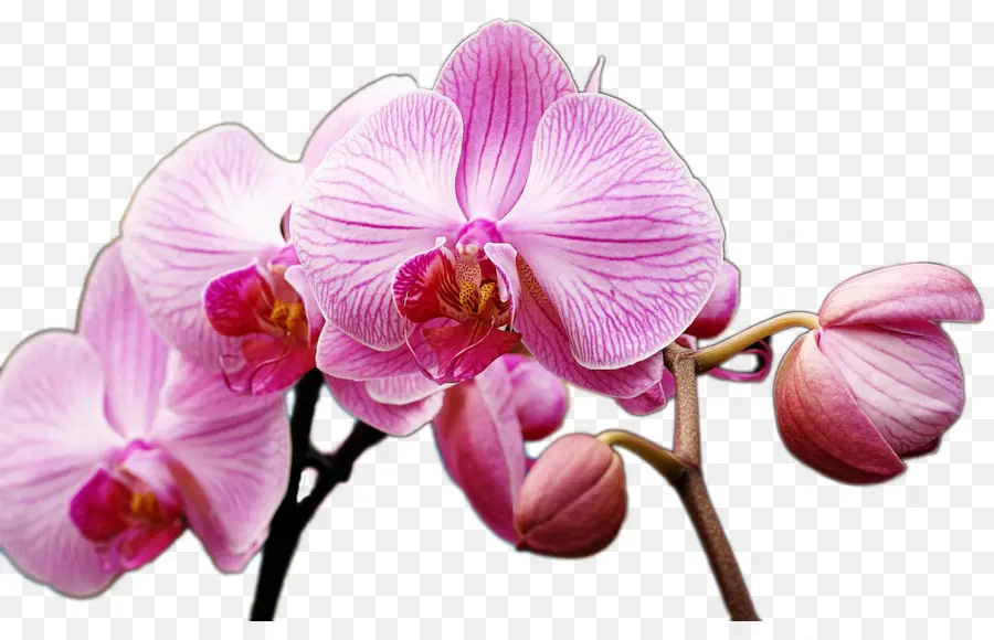 Orquídea Rosa，Pétalos PNG