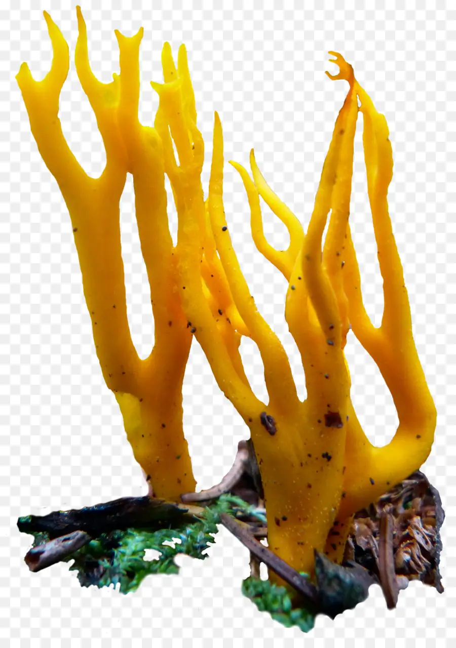 Coral Amarillo，Amarillo PNG