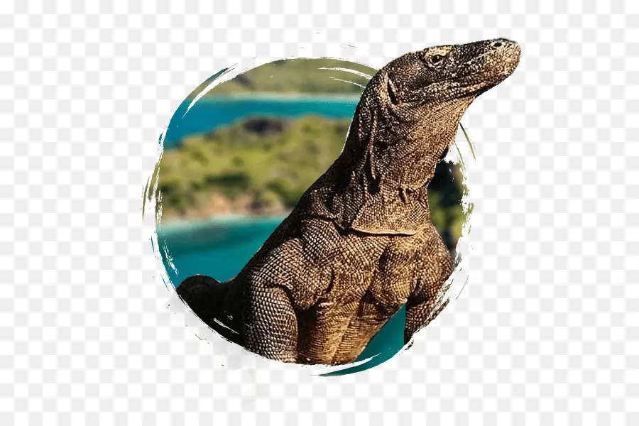 Komodo，Dragón De Komodo PNG