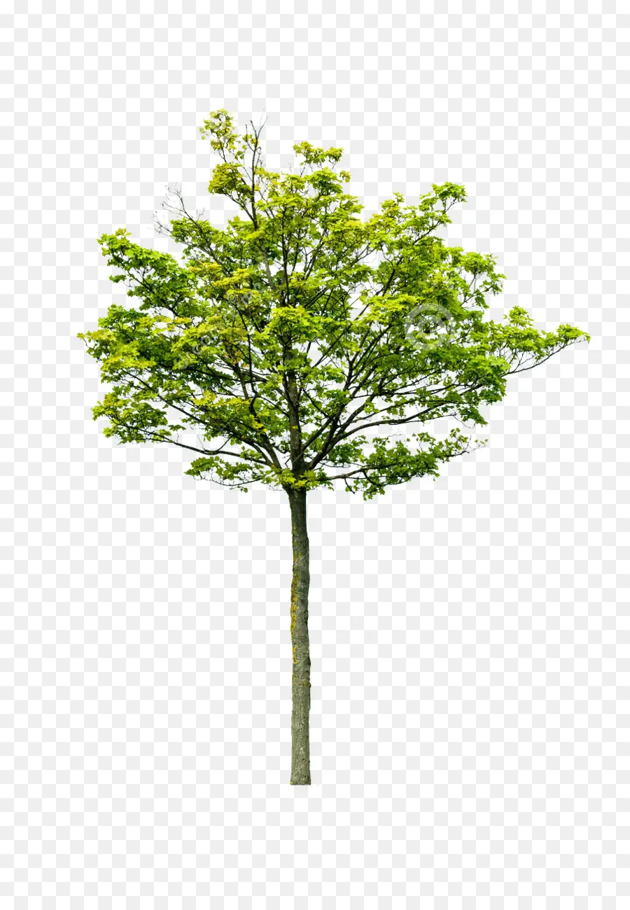 árbol，Royaltyfree PNG