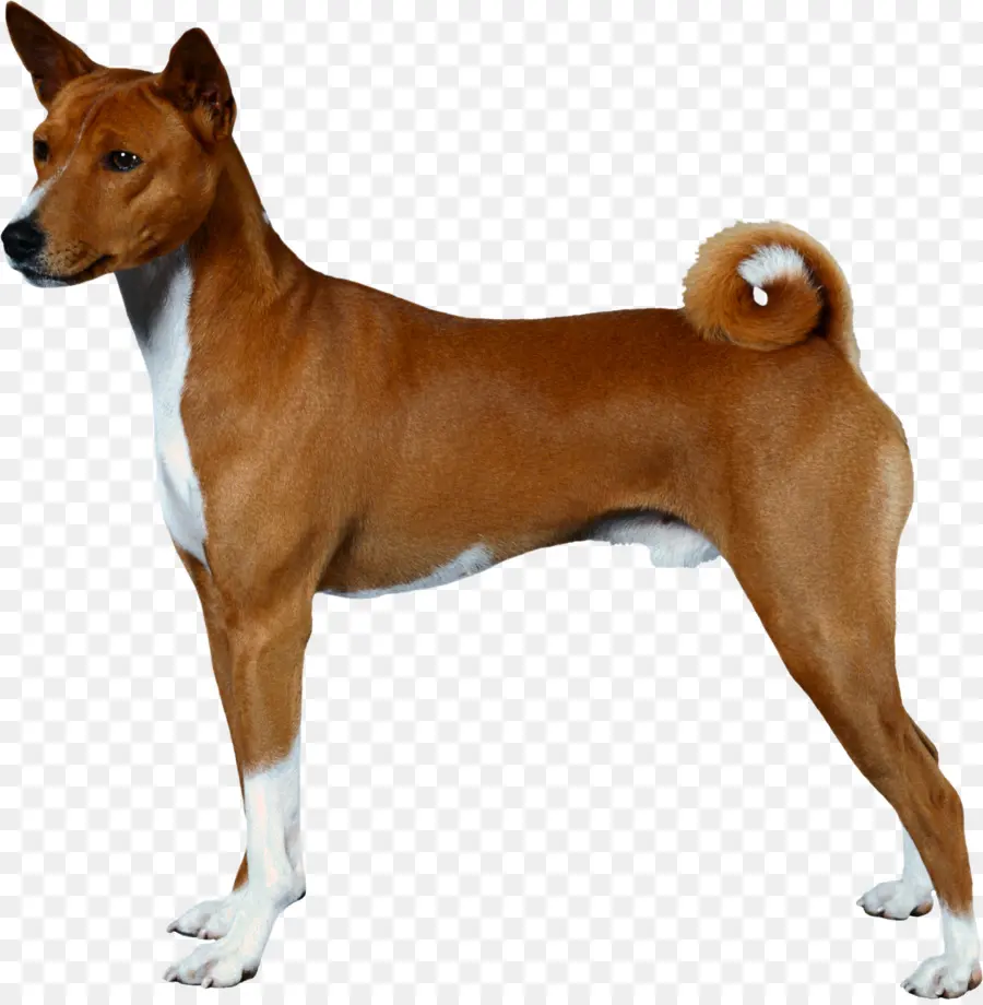 Perro Marrón，Mascota PNG