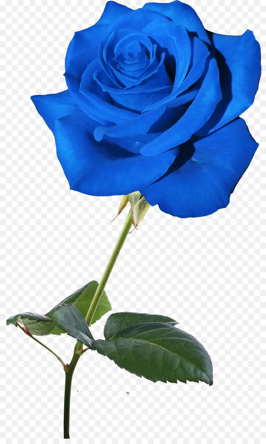 Rosa Azul，Provenir PNG