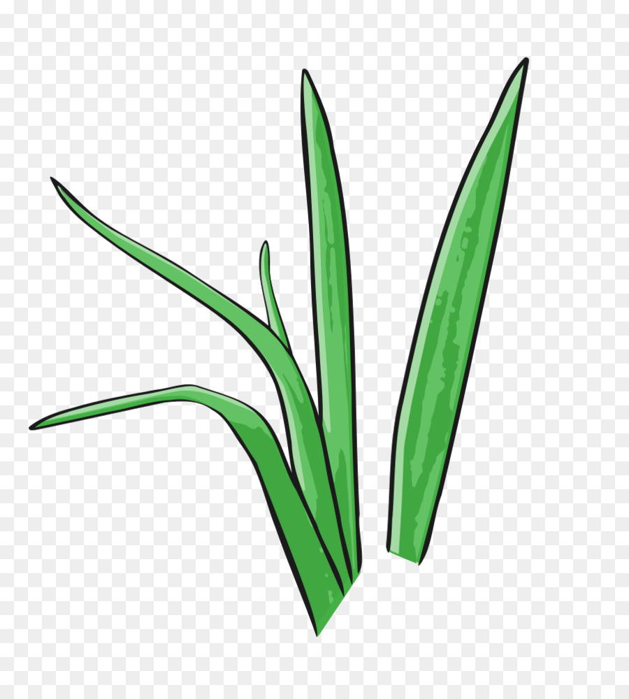 Césped，Planta PNG