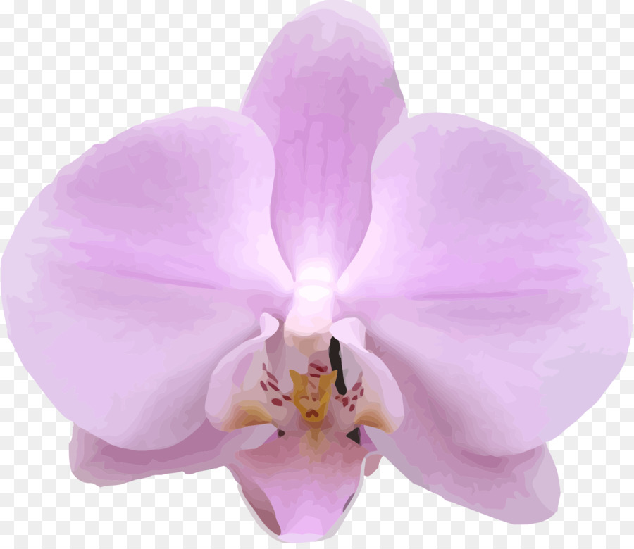 Orquídea，Flor PNG