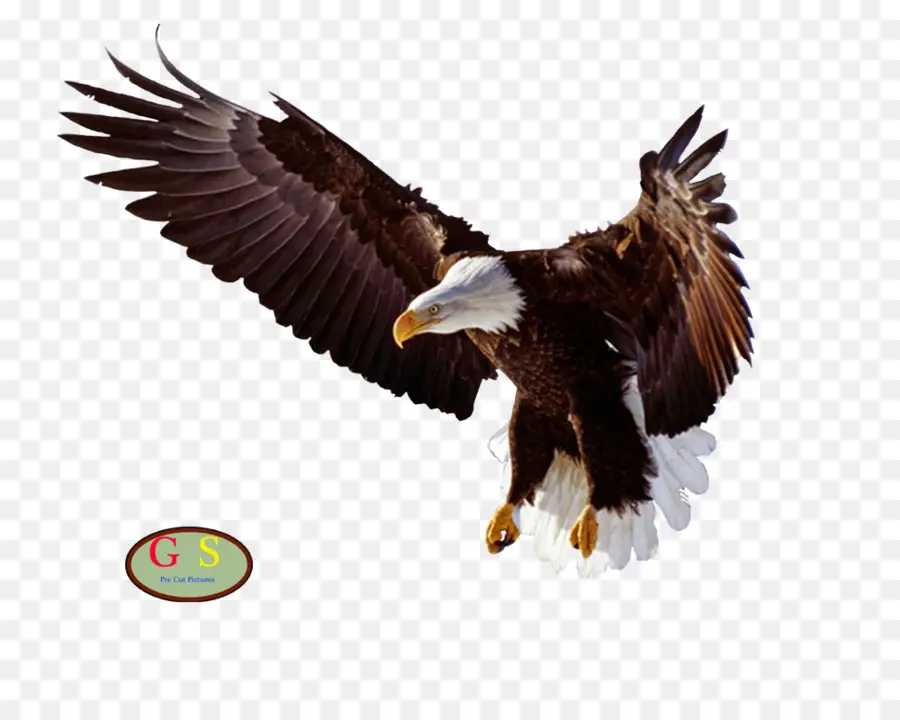 águila Calva，Vuelo PNG