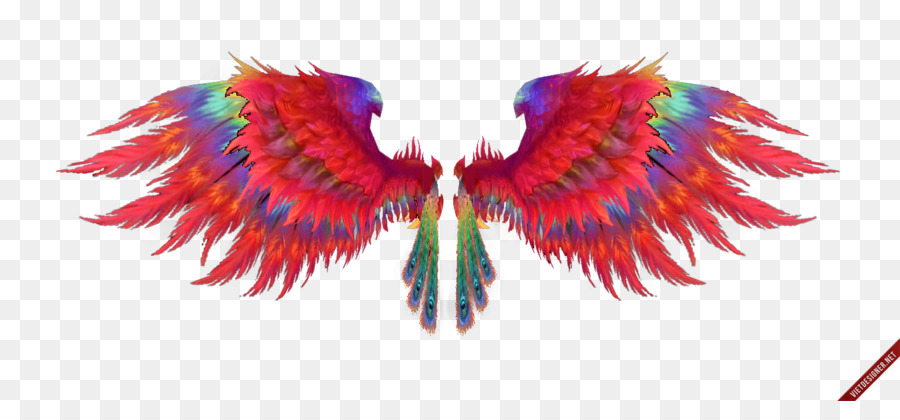 Alas Coloridas，Plumas PNG