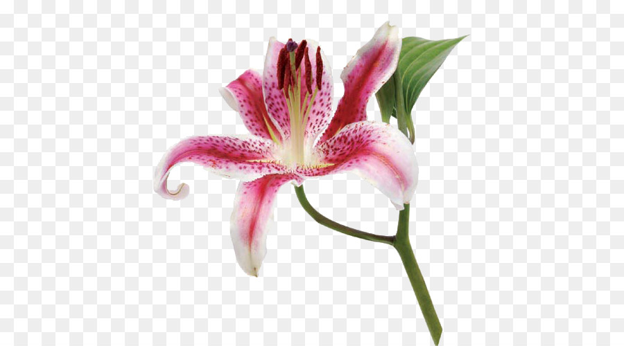 Flor，Lilio PNG